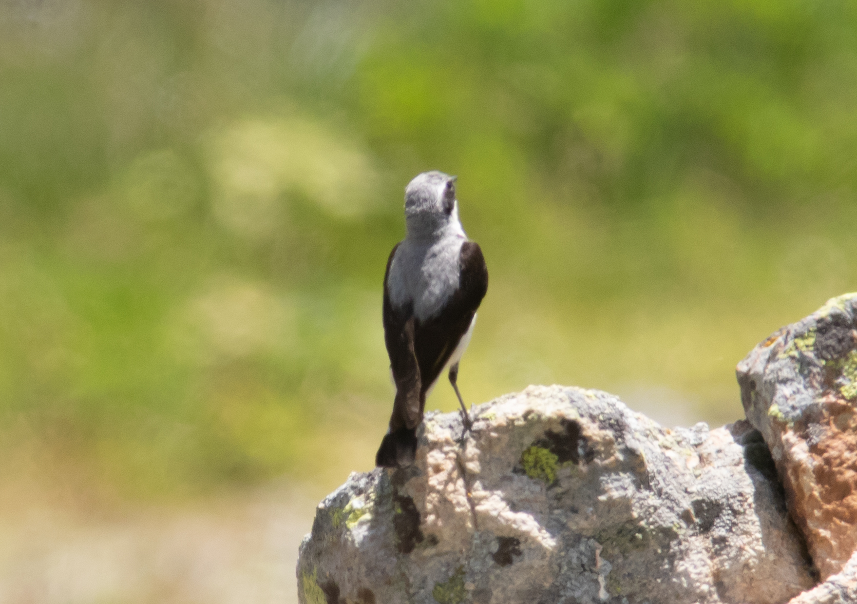 Miniature